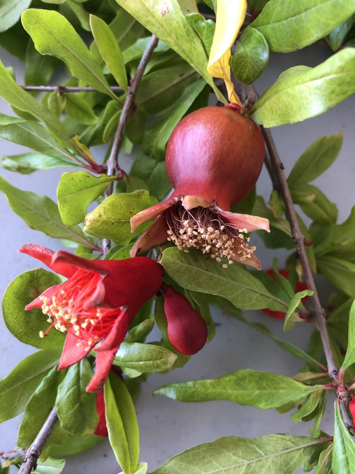 Live Plant - 15 Wonderful Pomegranate Cutting from Mature Plant