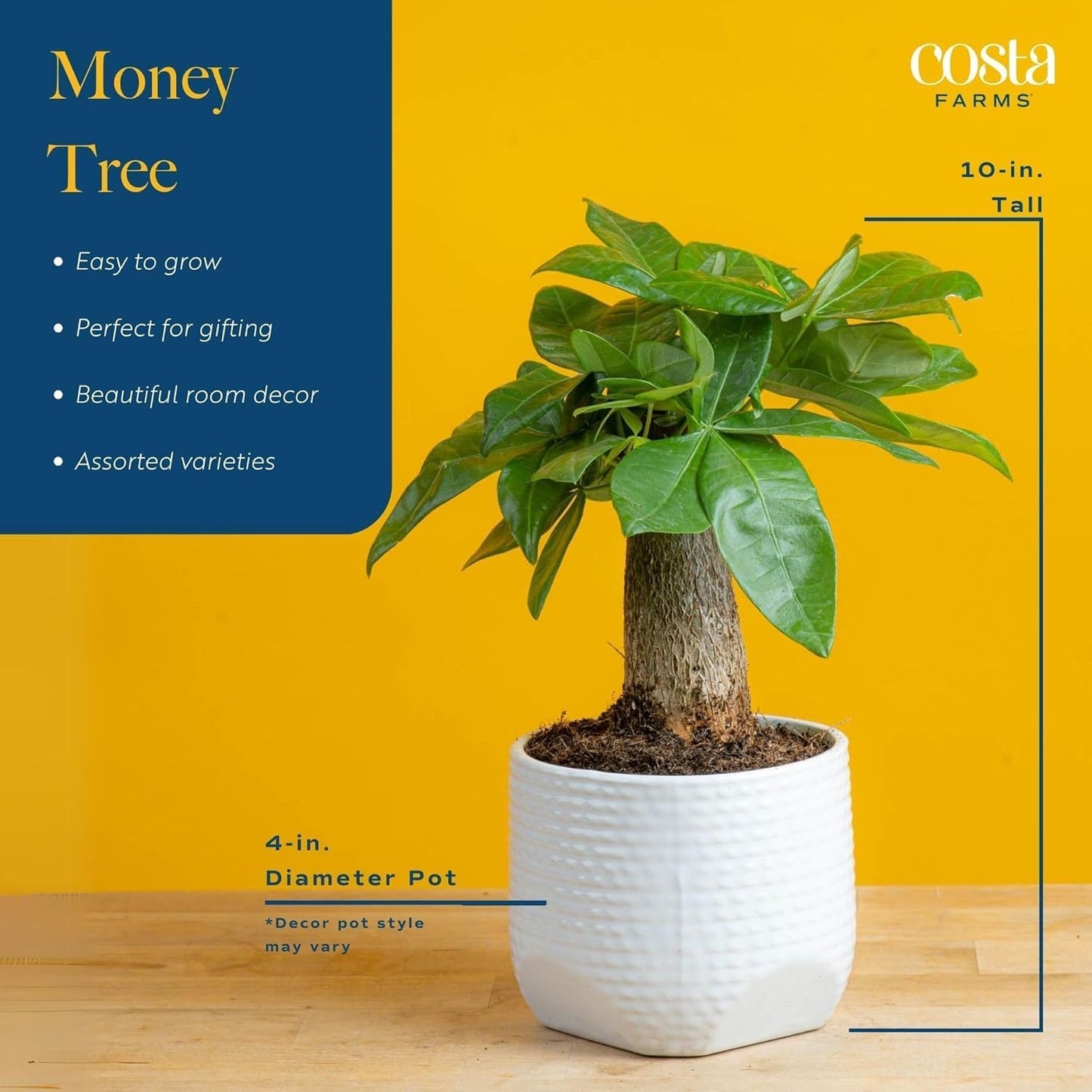 Costa Farms Money Tree Live Indoor Plant, 10 Inches Tall, Pachira Aquatica Bonsai-Style Real Plant, Pet-Friendly Real Houseplant in Decorative Pot, Desk or Office Decor Gift