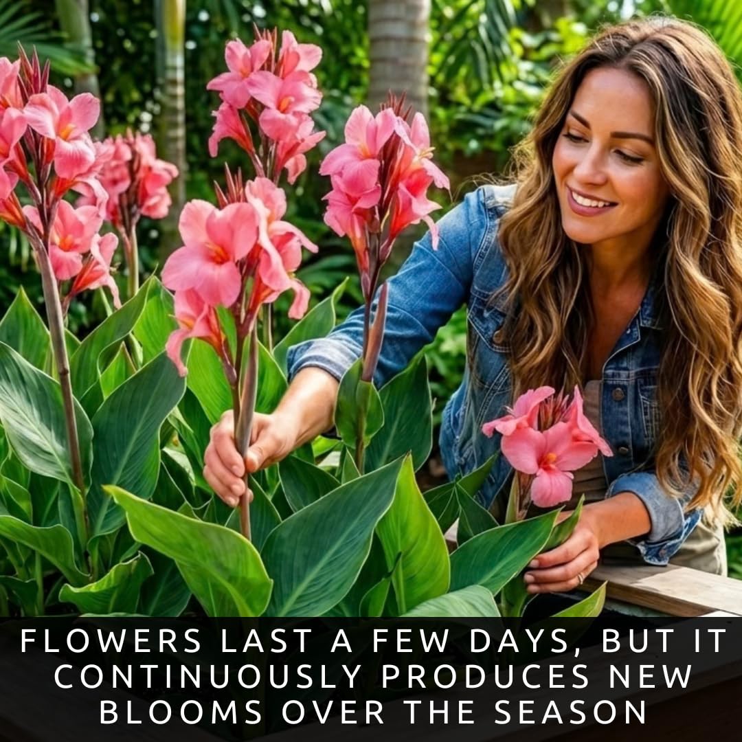 Pink City of Portland Canna Lily Bulbs for Planting – Vibrant Summer Blooming Tropical Flowers – Premium Canna Rhizomes – Easy to Grow Garden & Container Plant (3 Bulbs)