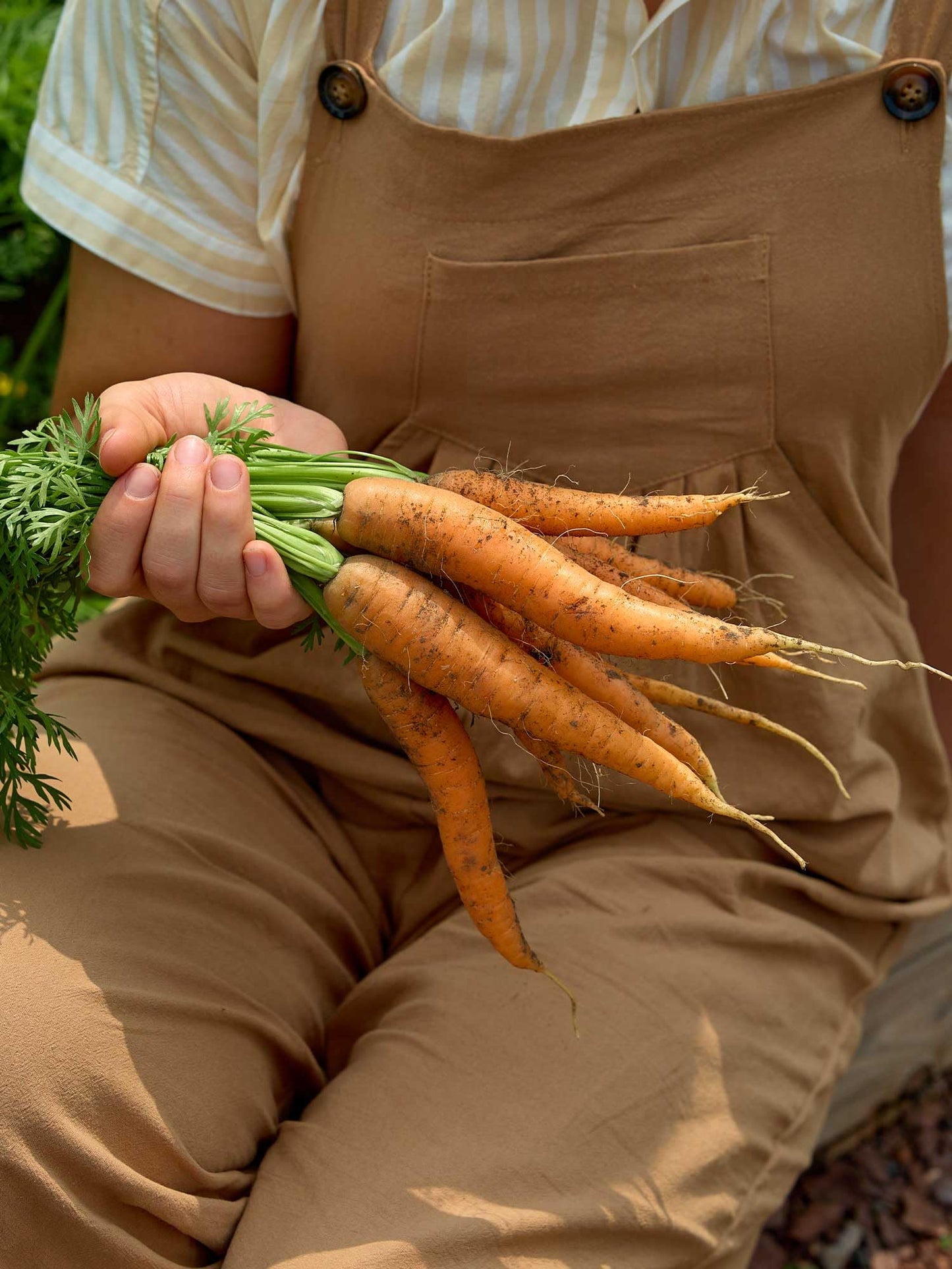 Burpee Nantes Half Long Carrot Seeds 3000 seeds