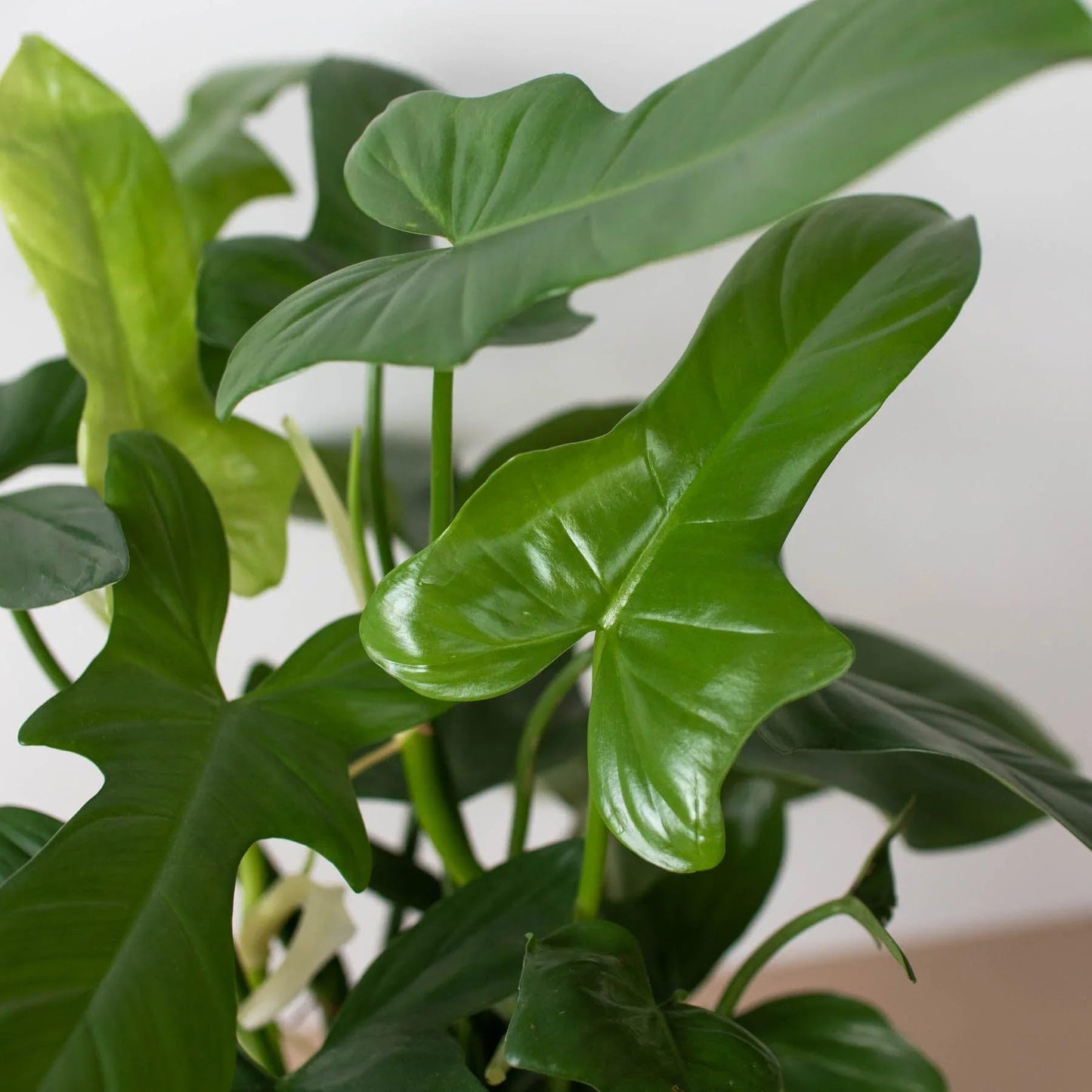 Philodendron Silver Sword | Live Plant for Indoor & Outdoor | for Living Room, Office, Bathroom | (4" Pot)