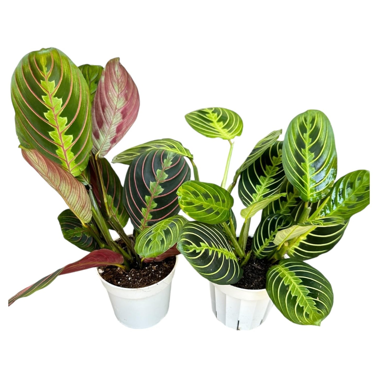 Hopewind Plants Shop Live Plants (2PK) Indoor Plants - Set of Two Maranta Combination (Lemon Lime Prayer Plant, Red Maranta) Rare Variety Set, 4 inch Pot - only from Hopewind Plants Shop