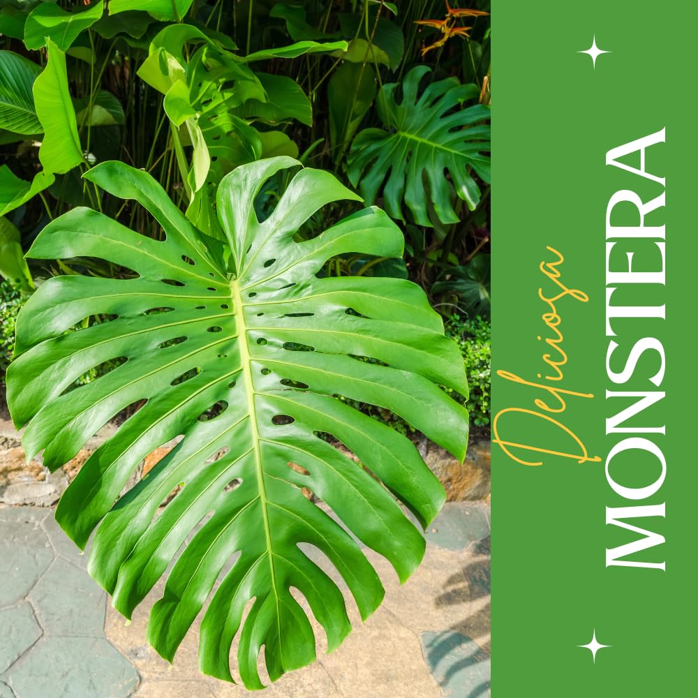 Monstera Plant Live, Starter Plant from 4-6 Inch Tall, Split Leaf Houseplant, Live Monstera Plants Indoor (Deliciosa)