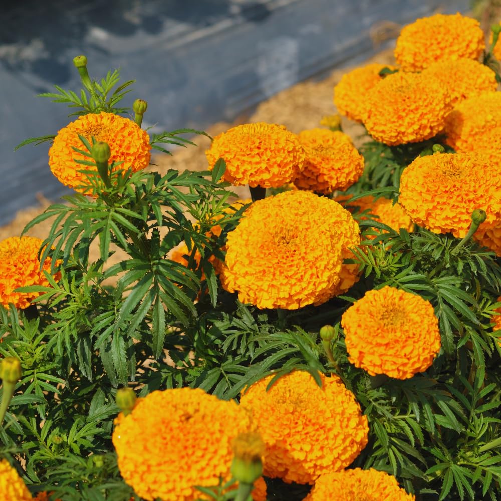 2 Live Marigold Plants for Outside, Orange Marigold Live Plants No Pot Perennial Blooming Flower Gardening, Zone 2 to 11