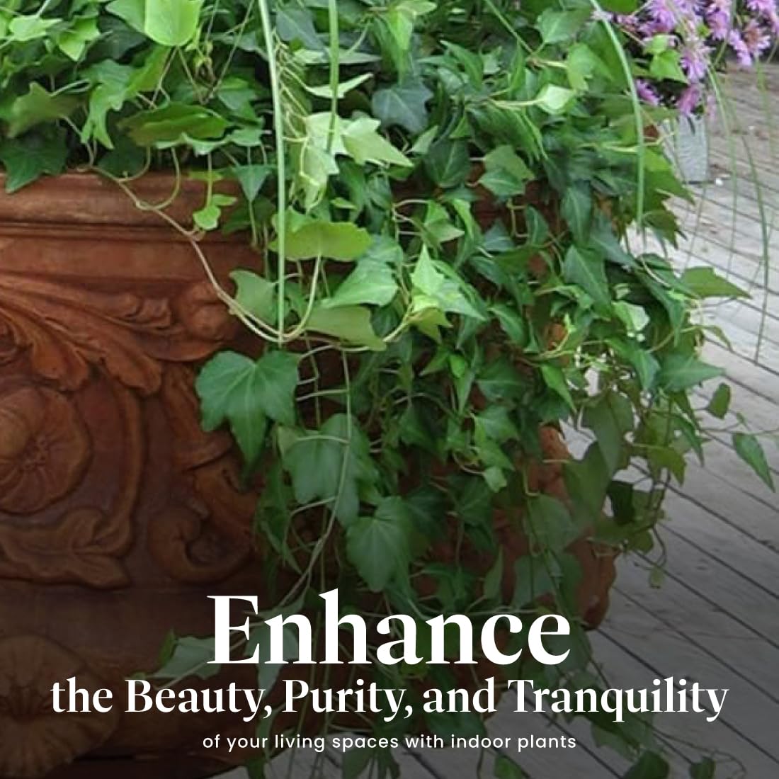 American Plant Exchange English Ivy 'Needlepoint' – 6-Inch Pot, Live Trailing Vine, Low-Maintenance Air-Purifying Houseplant for Hanging Baskets, Shelves & Indoor Home or Office Décor