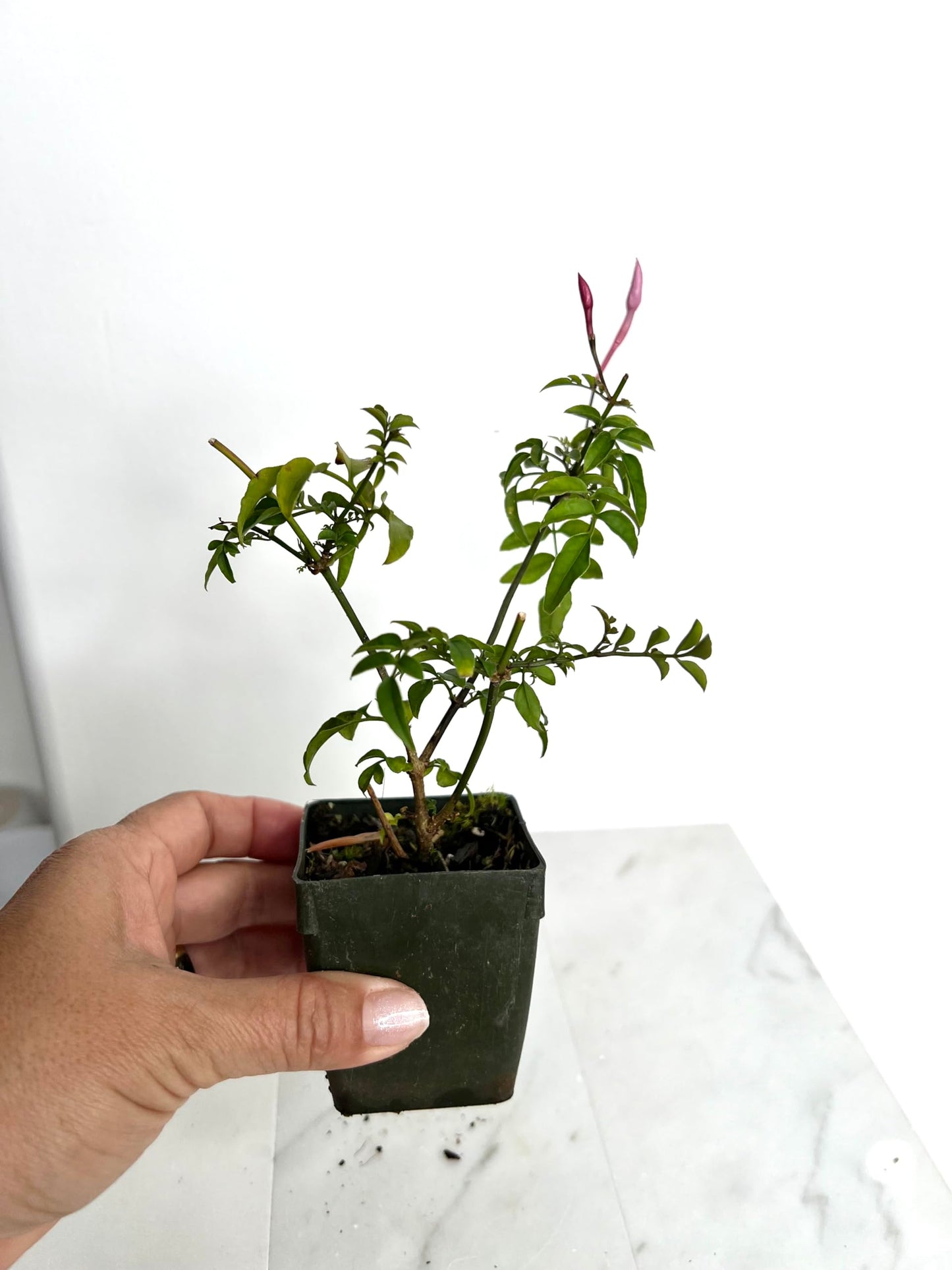Mini Pink Jasmine Vine Starter Plant | Jasminum Polyanthum | 2 inch Pot