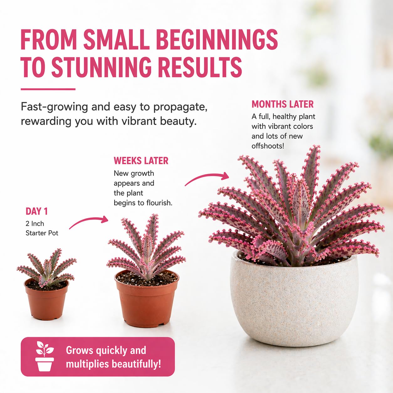 Pink Mother of Millions Live Plant 2 Inch Pot - Kalanchoe Delagoensis Starter - Succulent Easy Care Indoor Houseplant Self Propagating - Rare Pink Succulent - Fast Growing Unique Gift Plant