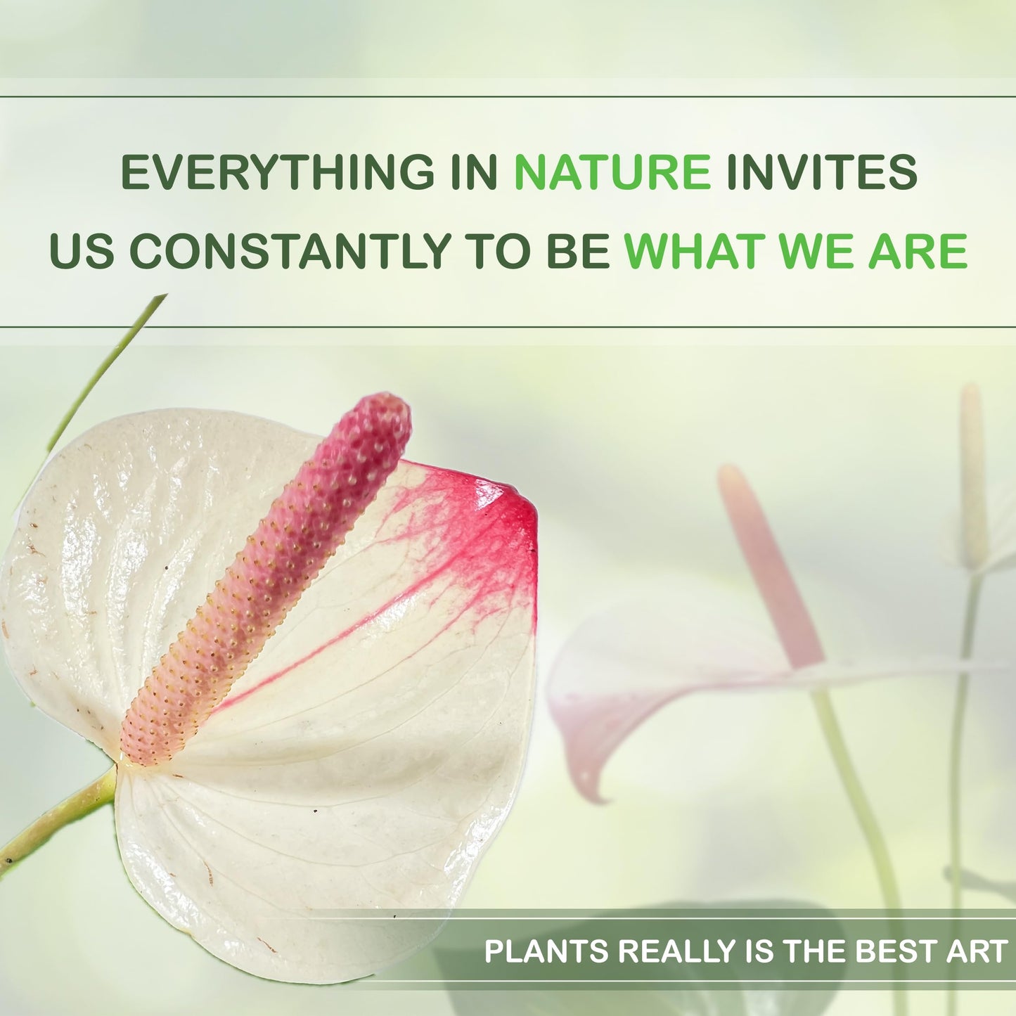 LEAL PLANTS ECUADOR Anthurium Andraeanum White Top Pink Live Plant (Pack of 2) Easy Care, Air-Purifying Indoor Plant for Wellness & Home Decor, Office Desk, Unique Sustainable Gift