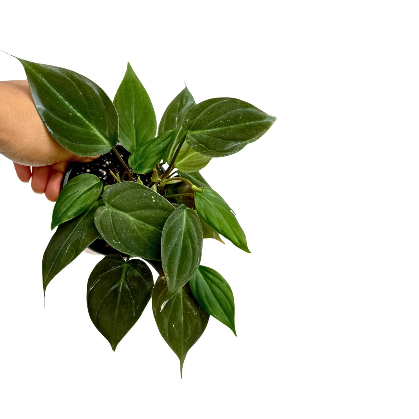PLANTVERS Philodendron Micans in a 3" Grow Pot | Velvet Leaf Trailing Vine | Tropical Indoor Plant | Easy-Care Houseplant