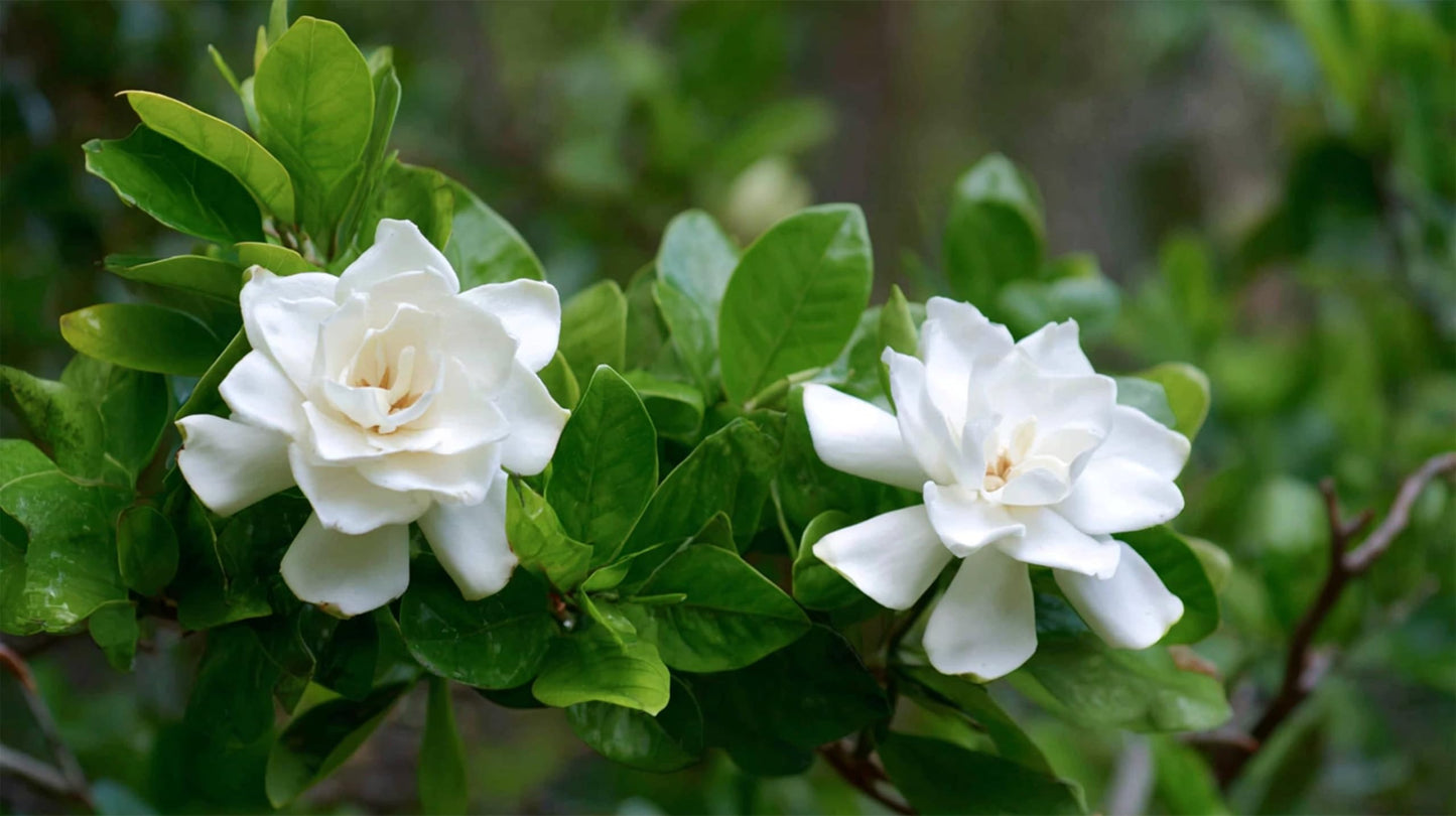 Gardenia Jasminoides Buttons | 1 Live Plants | Evergreen Shrub, Fragrant Blooms, Indoor Outdoor Use, Low Maintenance, Summer Blooms, White Flowers, Ideal for Hedges, Tropical Appeal