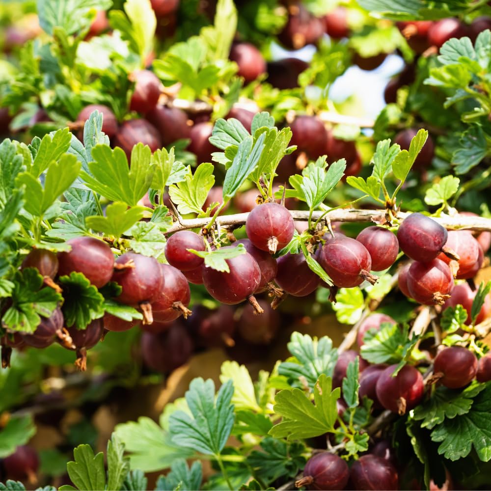 Jeanne Gooseberry Live Plant 5-7 Inch Starter in Soil, No Pot - Sweet Red Gooseberry Fruit Shrub, Thornless Hardy Berry Plant for Outdoor Garden