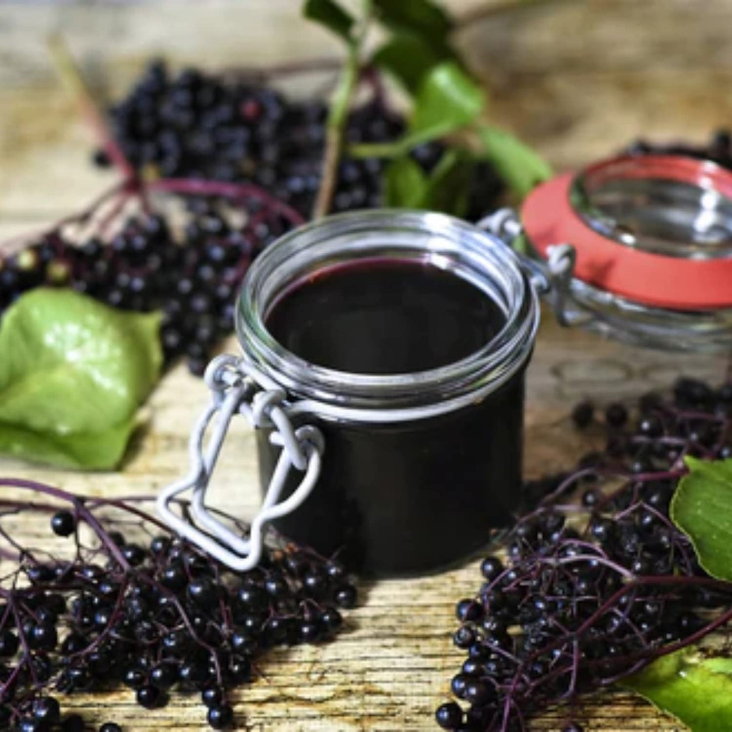 2 Black Elderberry Plants Live to Grow, 6 to 12 Inch Tall, Elderberries Bush Live, Berry Fruit Trees Live Plants