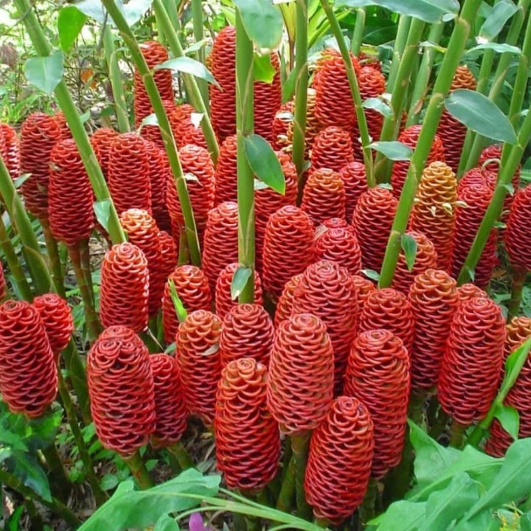 Set 15 of Shampoo Ginger Rhizomes, Awapuhi Zingiber Zerumbet Ginger Rhizomes, Hawaiian Ginger Lily Roots for Gardening