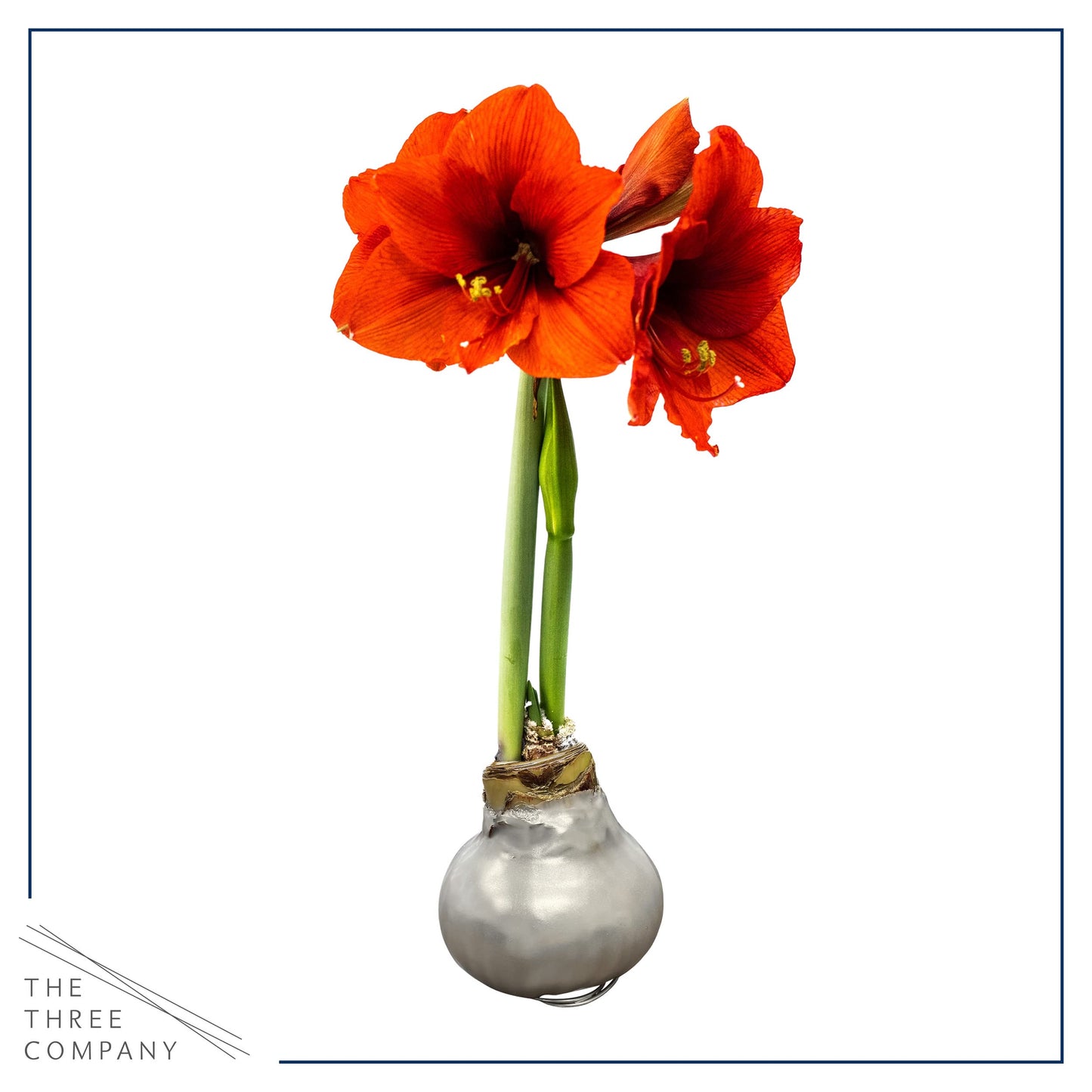 Waxed Amaryllis Bulb – Silver Wax with Red Blooms – Live Holiday Gift Plant, Easy Care, No Watering Needed