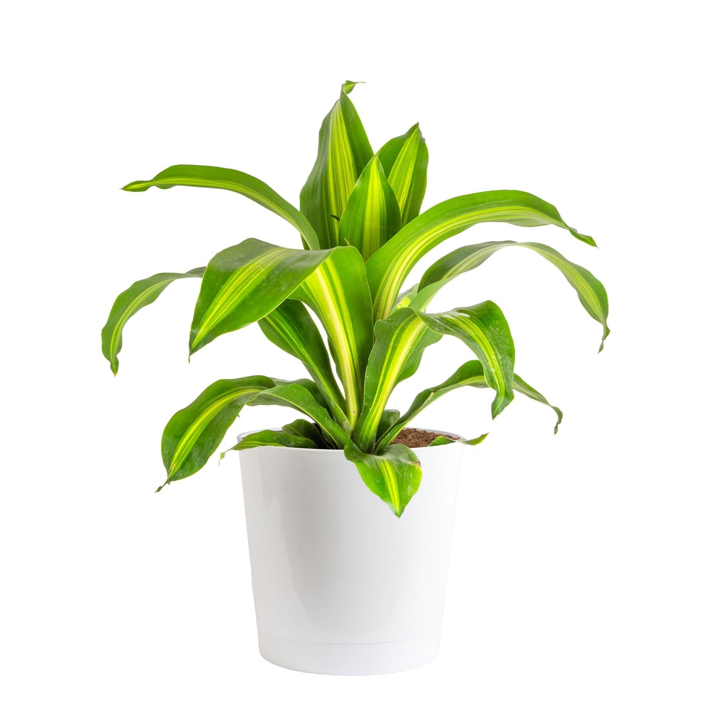 Costa Farms Dracaena Golden Heart Live Indoor Plant, Easy to Grow Houseplant in Decor Plant Pot, Potting Soil Mix, Living Room Home and Office Decor, Housewarming Gift, 2-3 Feet Tall