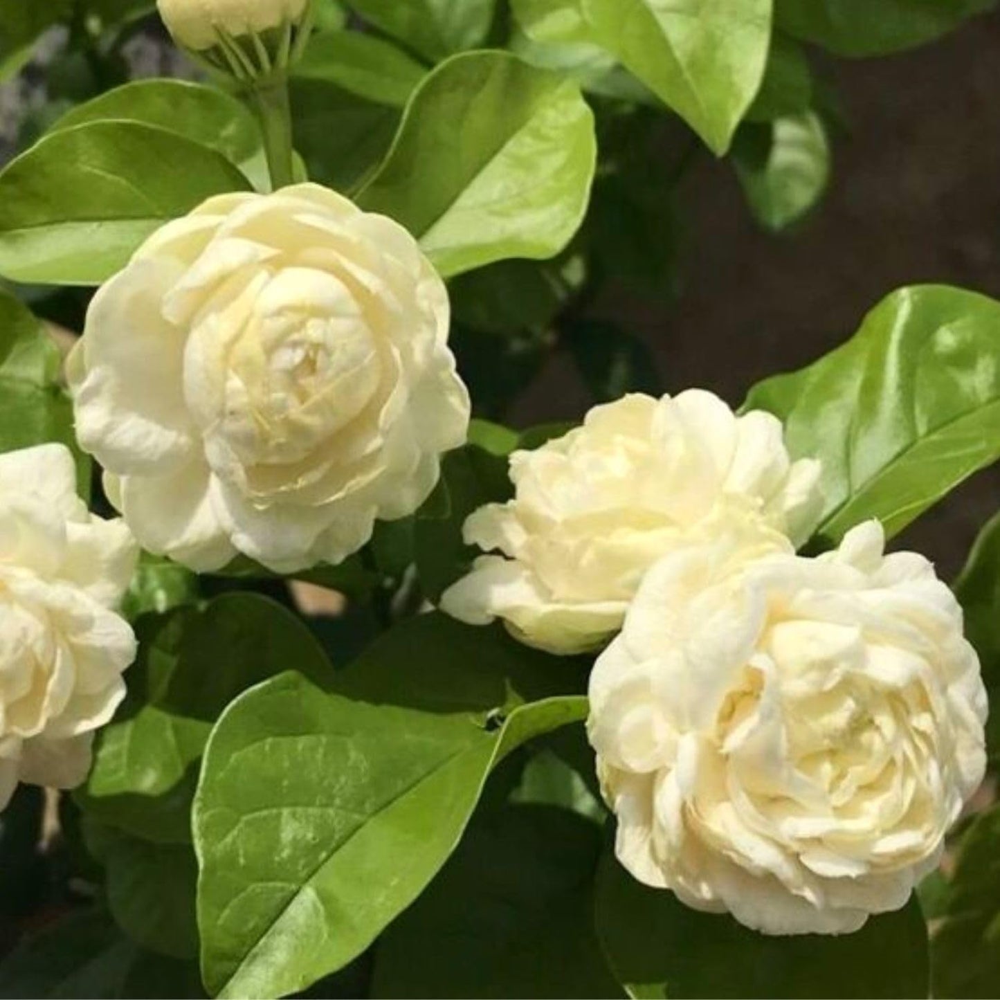 2 Double White Jasmine Plants Live, Live Jasmine Plants, Grand Duke of Jasmine Live Plants, 4 to 6 Inc Long, Sambac Jasmine Live Plants for Grow Garden
