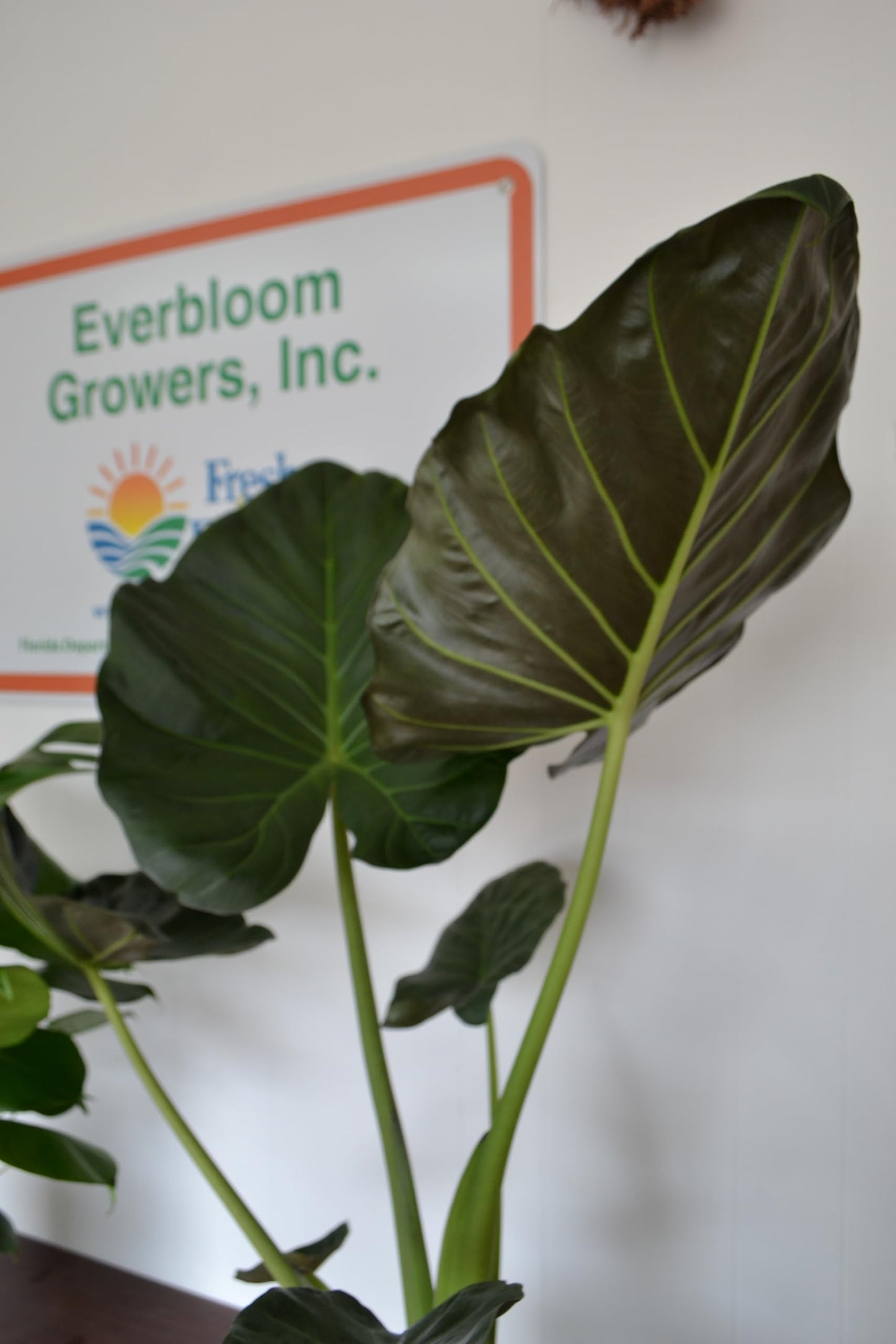 Live Plant Starter Pack | 3 Large Indoor Plants in 10” Pots – Alocasia Regal Shield, White Bird of Paradise & Monstera Deliciosa | Perfect for Apartments, New Homes, Dorm Rooms & Housewarming Gifts