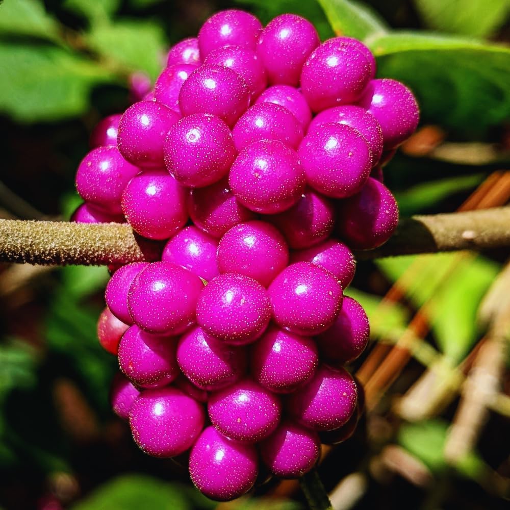 American Beautyberry Plant Live, Hardy Purple Beautyberry Live Plant, Flower Bush Shrub Berry Plants, 4 Inc Pot, Home Gardening