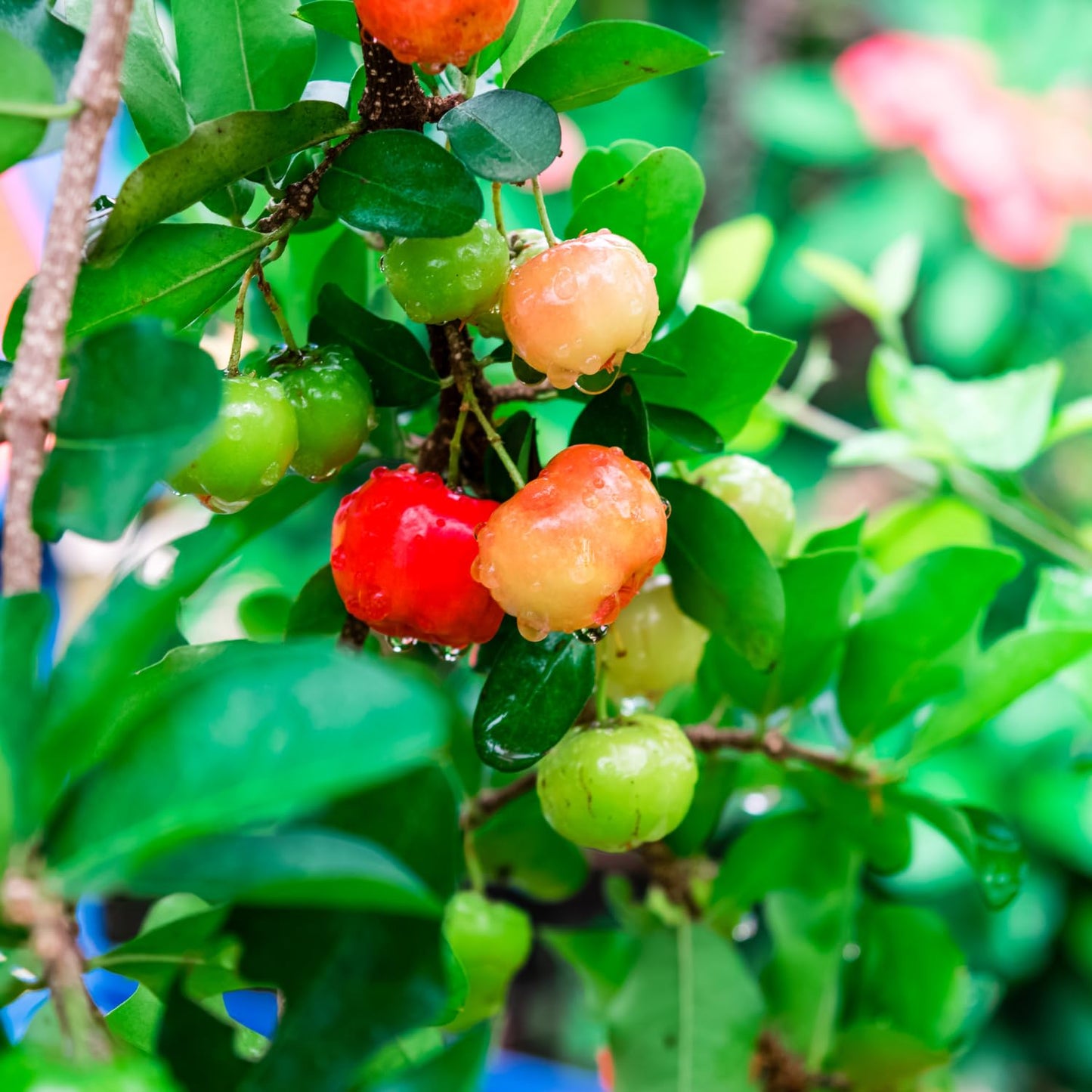 Acerola Barbados Cherry Tree Live Plant, 4-8 Inch Height, Live Barbados Cherry Plant Live to Grow Your Garden, No Pot