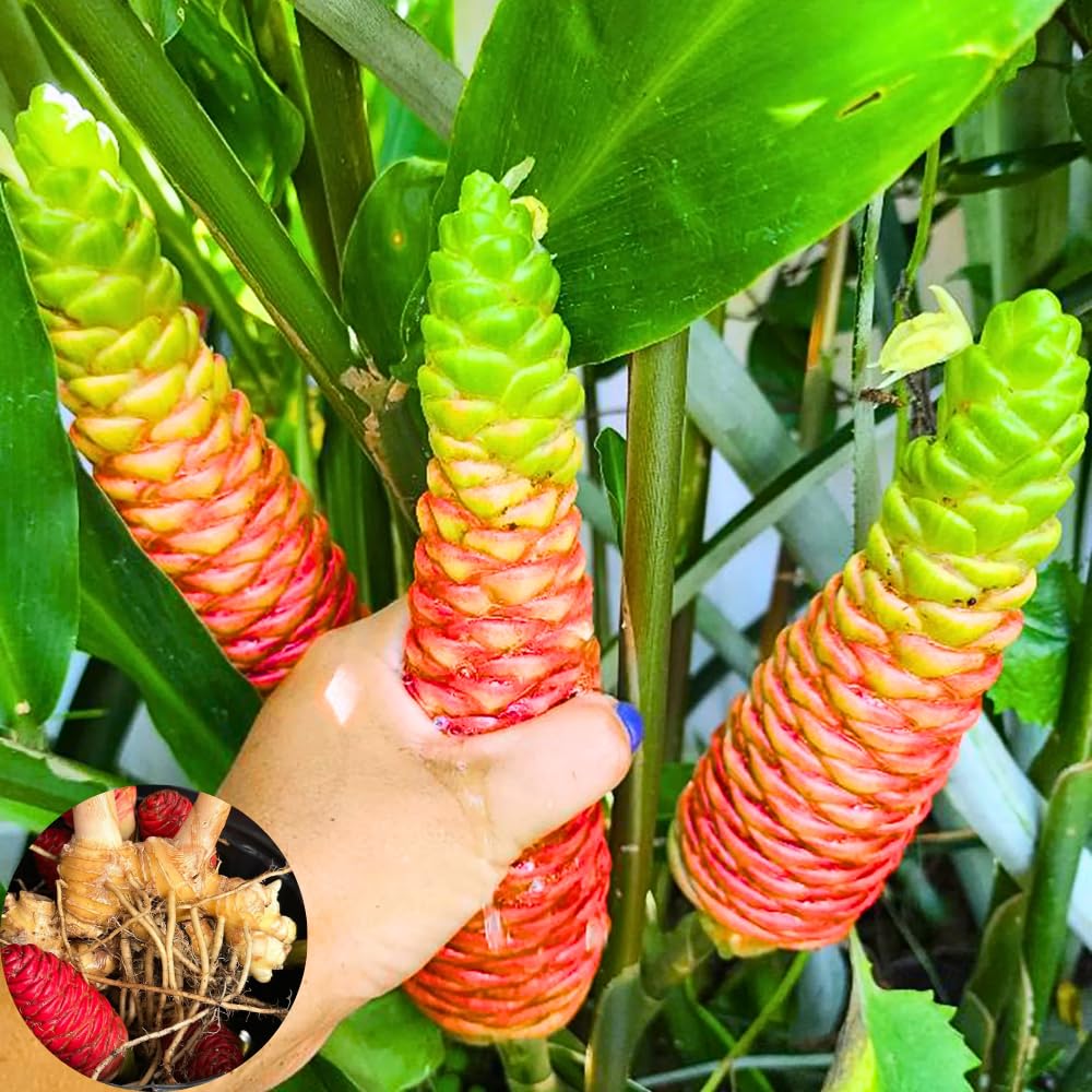 6 Awapuhi Shampoo Ginger Roots, Fresh Ginger Rhizomes to Grow, Zingiber Zerumbet Pinecone Ginger Lily Flowers