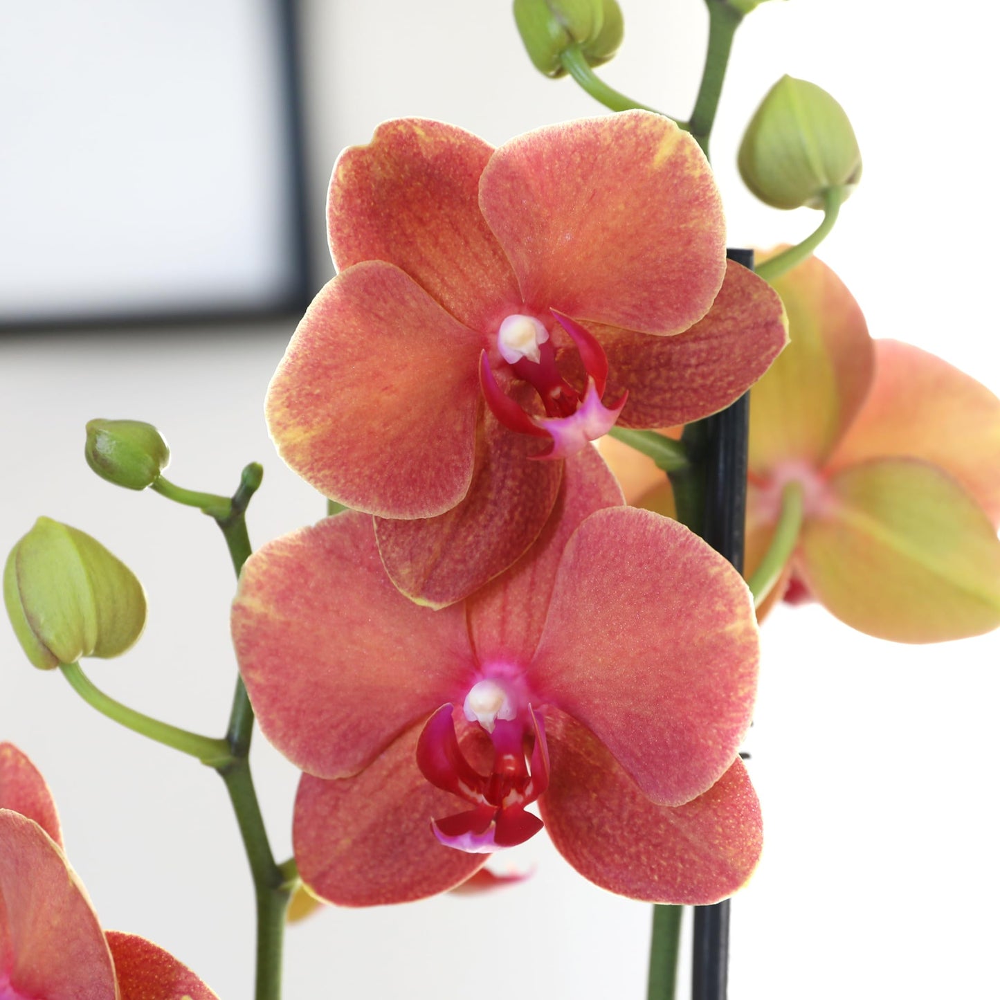 Green Circle Growers 10" Salmon Orchid Duo in Orange Pot with Mom Pick and Eucalyptus, Live Indoor Plants, House Plant