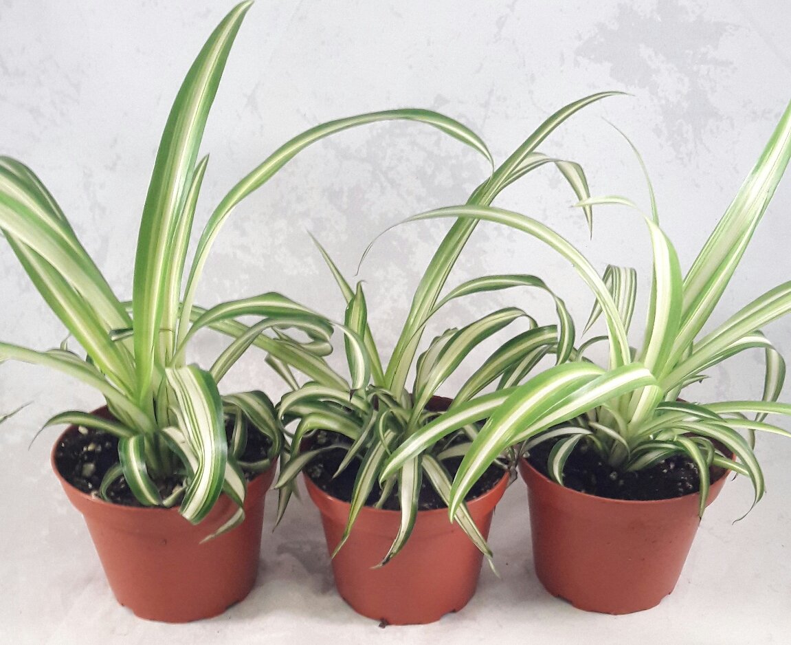 Ocean Spider Plant - Easy to Grow - Cleans The Air - New - 3 Pack