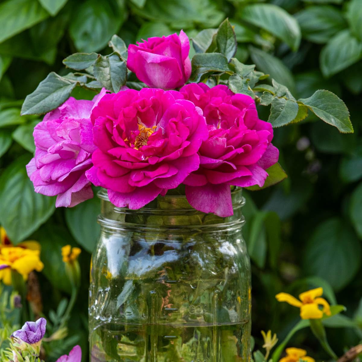 GARDENS ALIVE! - Perfume Factory Pink Flowering Hybrid Tea Rose Bush Dormant Bare Root Starter Plant, One Plant per Offer