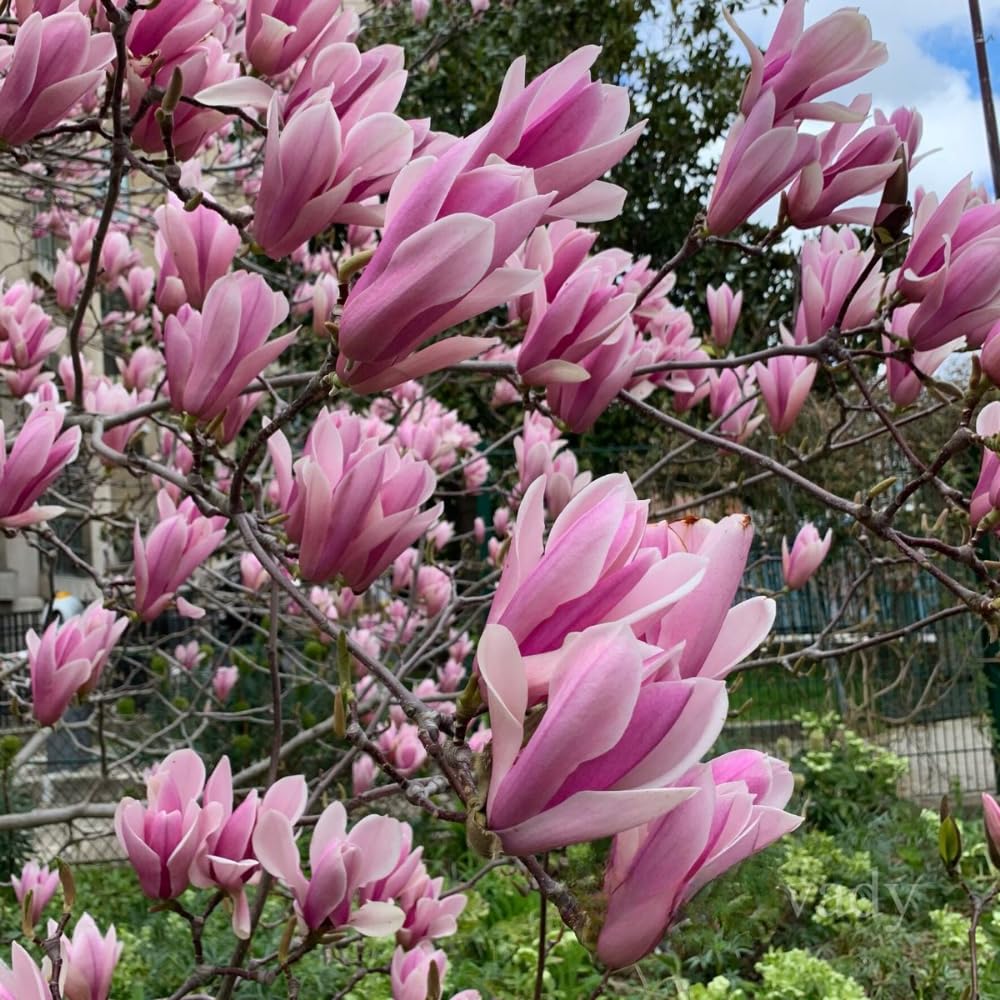 Jane Magnolia Tree Live Plant in 4-8 Inches, Fragrant Spring Blooms, Hardy Perennial Magnolia Flowers Potted Ready to Grow, Winter Dormant