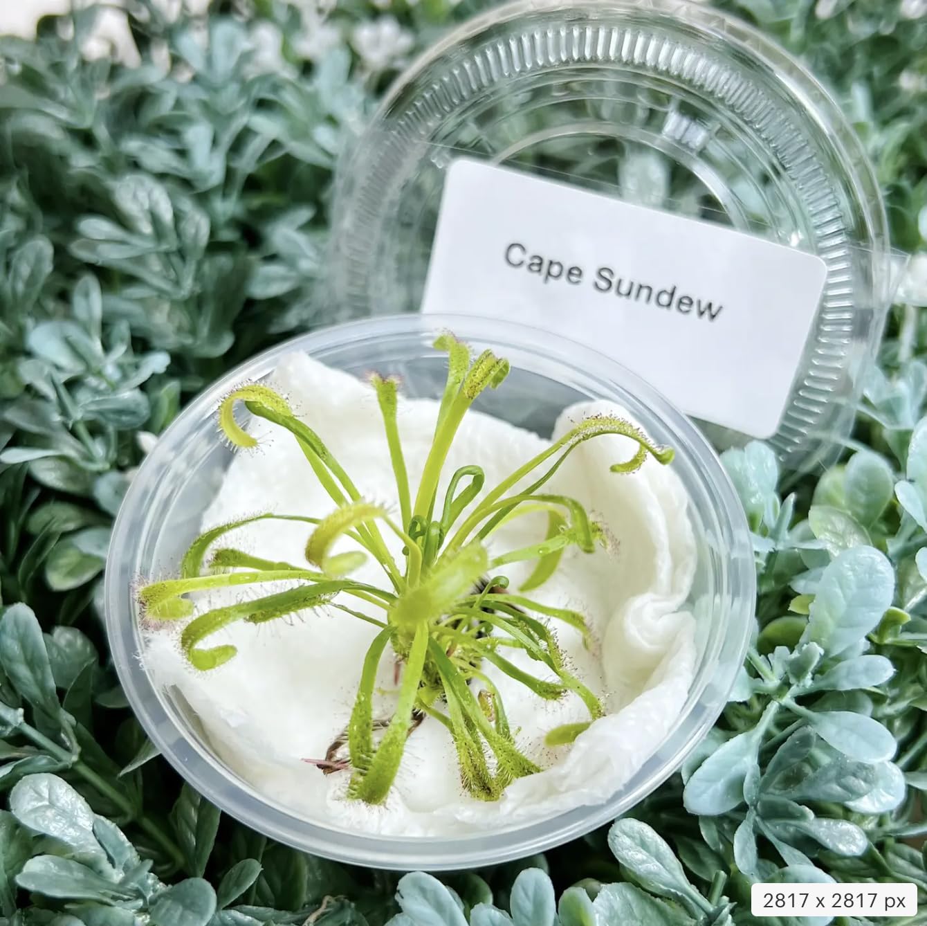 Cape Sundew (Drosera capensis) – Carnivorous Plant with Pot, Easy Indoor Grow Kit for Beginners & Nature Enthusiasts
