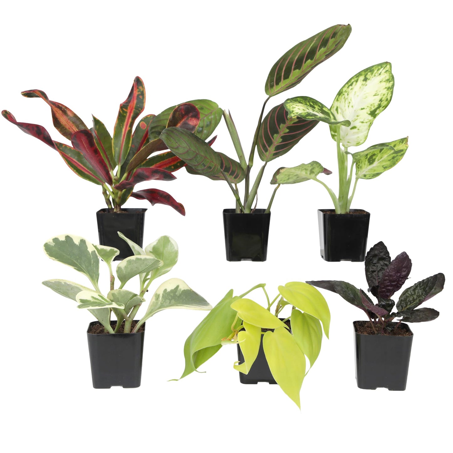 Easy to Grow Houseplants (Pack of 6), Live House Plants in Containers, Growers Choice Plant Set in Planters with Potting Soil Mix, Home Décor Planting Kit or Outdoor Garden Gifts by Plants for Pets