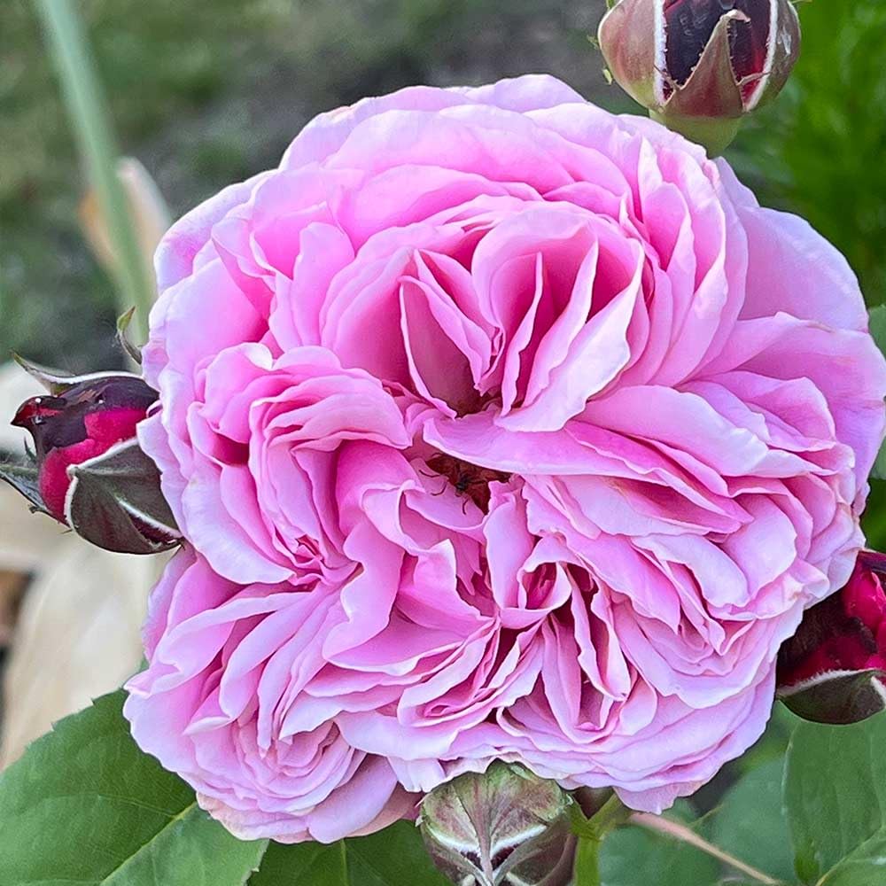 Heirloom Roses Live Fragrant Rose Plant - Sister Emmanuelle™ Pink Hybrid Tea Rose Bush for Planting Outdoors