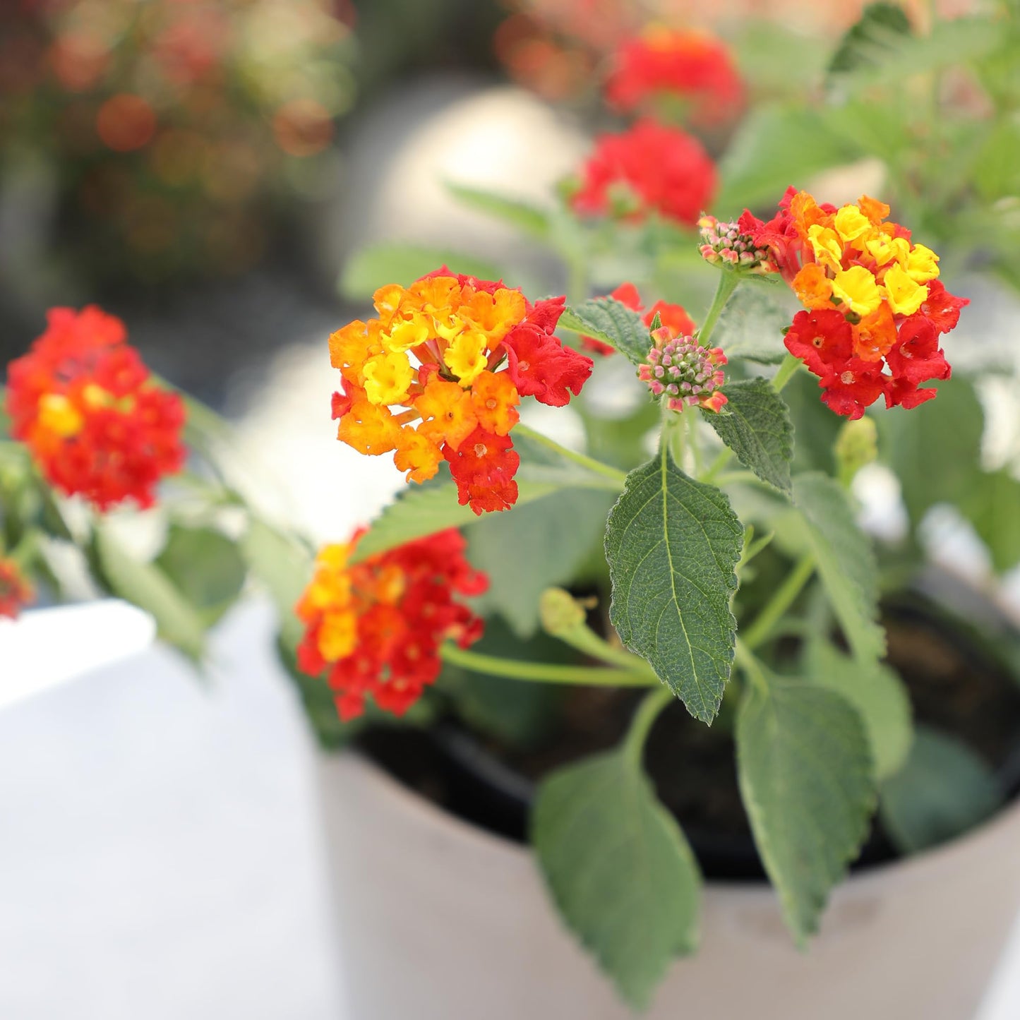 Multicolor Lantana Flowers (4 Pack), Easy Plant Care, Attracts Pollinators, Extended Bloom, Heat and Drought Tolerant, Real Flowers, Live Outdoor Flowering Plants