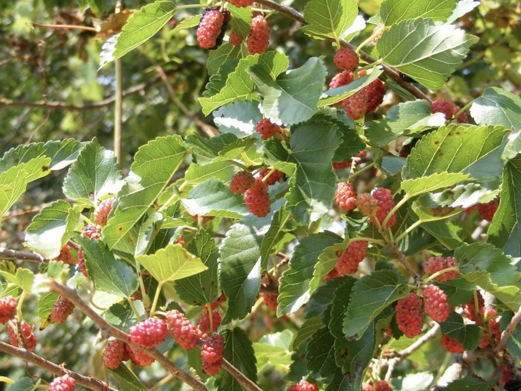 24-36" Tall Red Mulberry (Morus rubra) Plant, Bare Root