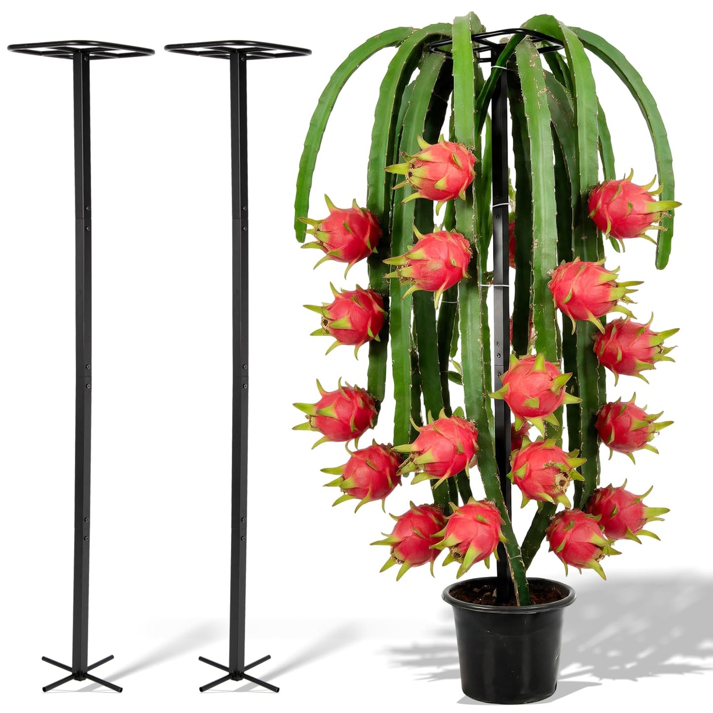 GOOOXIM 2-Pack 63-Inch Metal Dragon Fruit Trellis - Sturdy Support for Climbing Plants in Outdoor Gardens, Perfect for Dragonfruit, Tomatoes, Eggplants, and Beans - Durable, Stable & Easy to Install