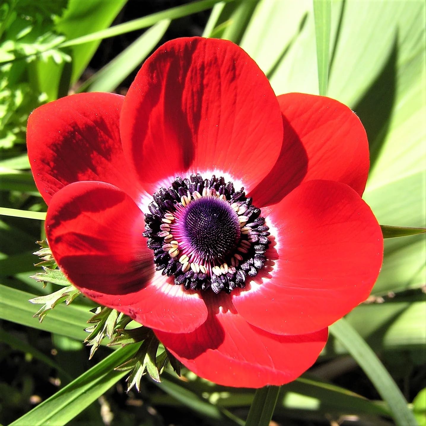 Votaniki Anemone Giant His Excellency (Windflowers) - Hardy Perennial & Attracts Pollinators, Striking Red Anemone Bulbs for Planting | Spring Flower Bulbs - Easy to Grow (6 Pack)