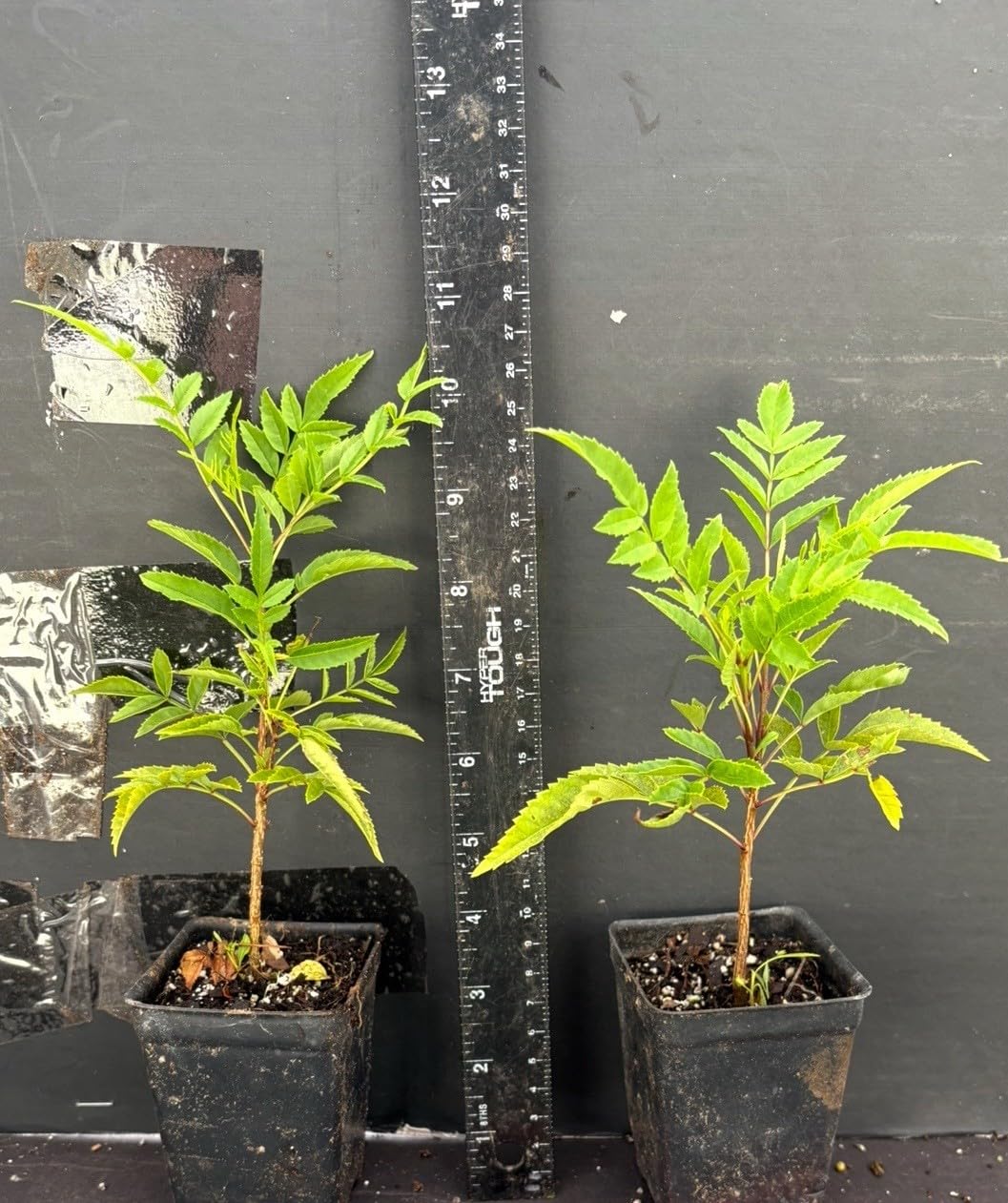 Live Plant - Cape Town Red Tecomariasmall Rooted Starter Planthummingbird Heaven!