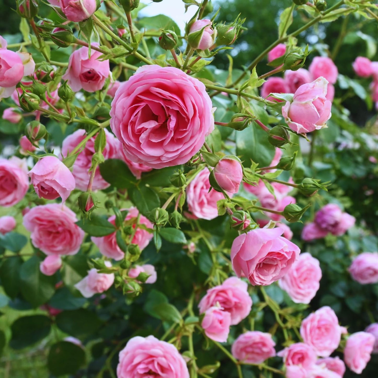 Pink Rose Plant Live, Rose Bush Shrub Plant, Climbing Rose Flower Plant, 2.5 Inc Potted