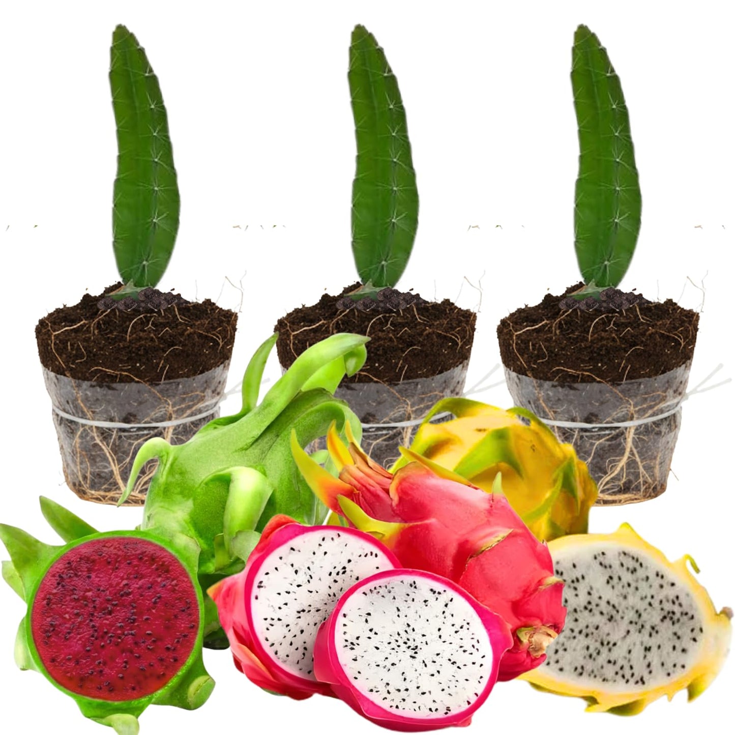 Set of 3 Random Dragon Fruit Plants Live, 4-7 Inches Tall, Tropical Dragonfruit Cactus Tree for Outdoor Spring Growing