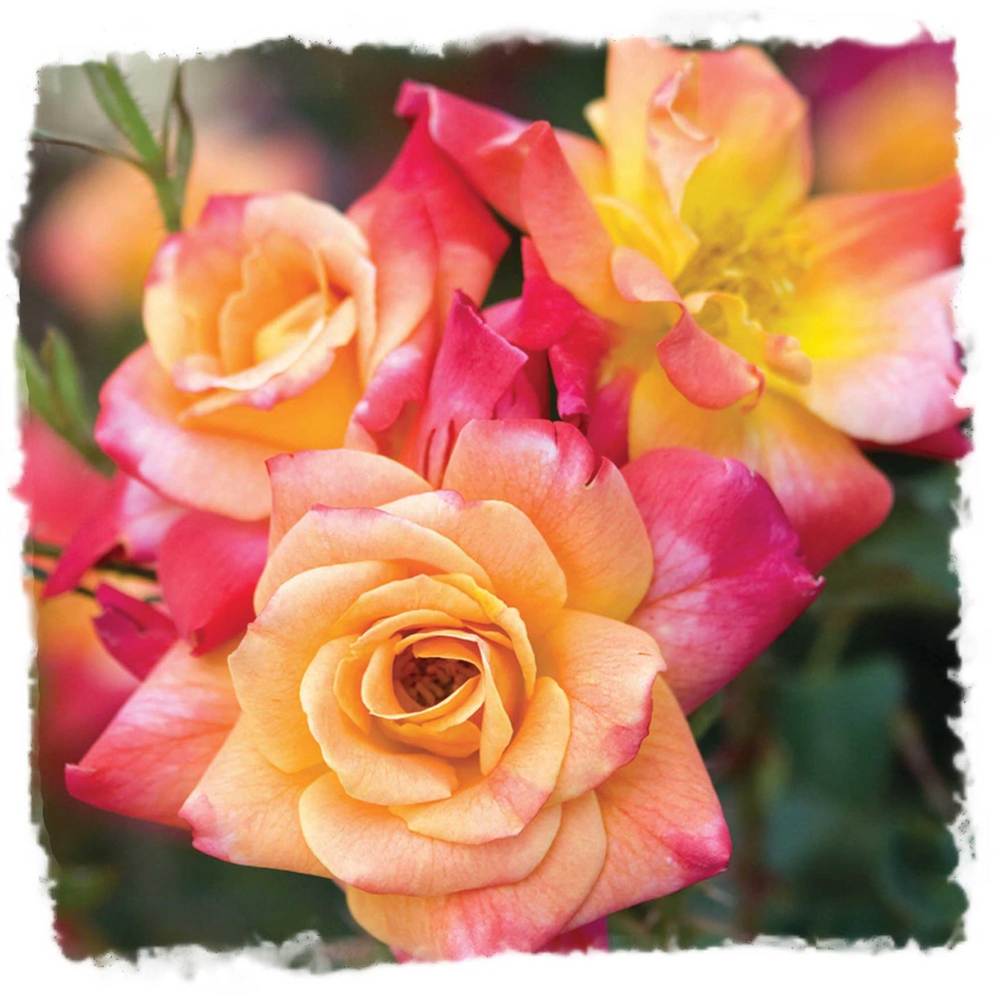 Josephs Coat Climbing Rose - Live Plant 1.5 Gal - Repeat Blooming Multi-Color Apricot Pink Orange Yellow - 12ft Climber Zones 5-10 - Stargazer Perennials