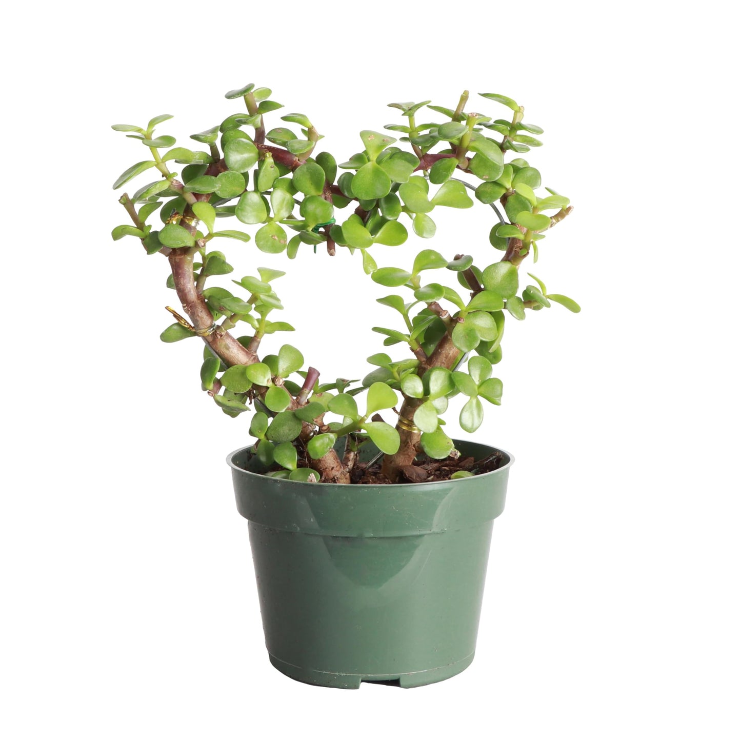 Thorsen's Greenhouse, Heart-Shaped Jade Bonsai Plant, Live Indoor Plant, Gift, Succulent Plant, 4-inch Diameter Pot (Nursery Pot)