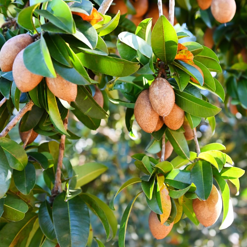 5Pcs Sapote Seeds for Planting, Tropical Sapodilla Seeds to Grow