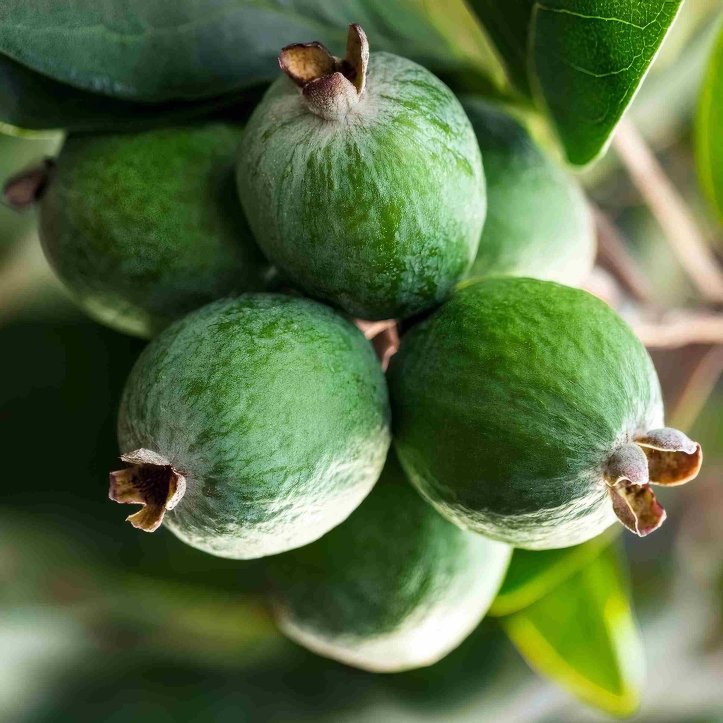 Fejoa Pineapple Guava Silver Leaf - Live Fruit Plant - Edible Landscape - ACCA sellowianna - White Flower - Emerald Goddess Gardens - Starter Sz 4 Inch Pot