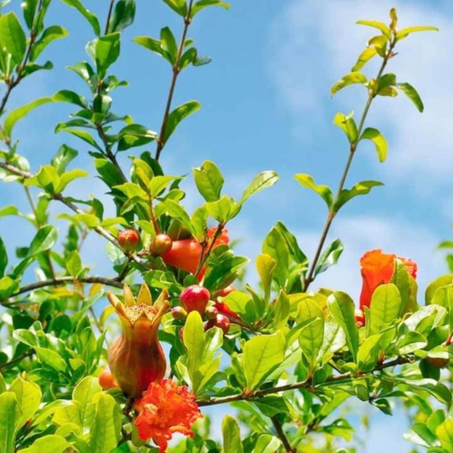 Pomegranate Plant Live, Sweet Pomegranate Plant 8-10 Inches Tall in 4'' Pot, Fruit Tree for Outdoor Growing