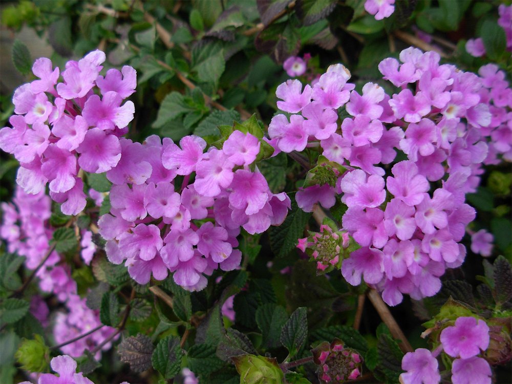 American Plant Exchange Lantana 'Lavender' – 6-Inch Pot – Live Flowering Shrub with Soft Purple Blooms, Heat-Tolerant Outdoor Plant for Patios, Gardens, Containers & Pollinator Landscapes