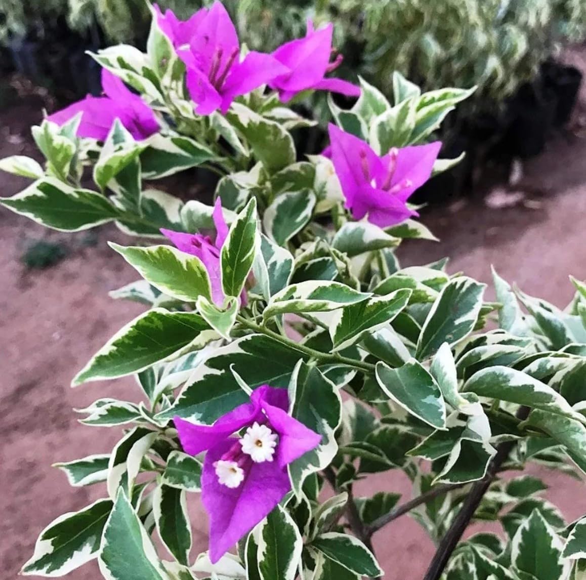 Generic Bougainvillea Live Plants - 2 (Two) Blueberry Ice Bougainvillea 4 to 6 Inches Starter Plants - Live Bougainvillea Plants - Live Flower Plants