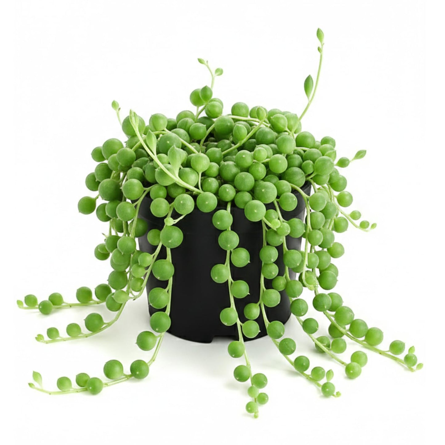 String of Pearls Live Succulent, 2 Inch Fully Rooted Potted Plant, Easy Care & Drought Tolerant, Trailing Indoor Houseplant for Home Decor