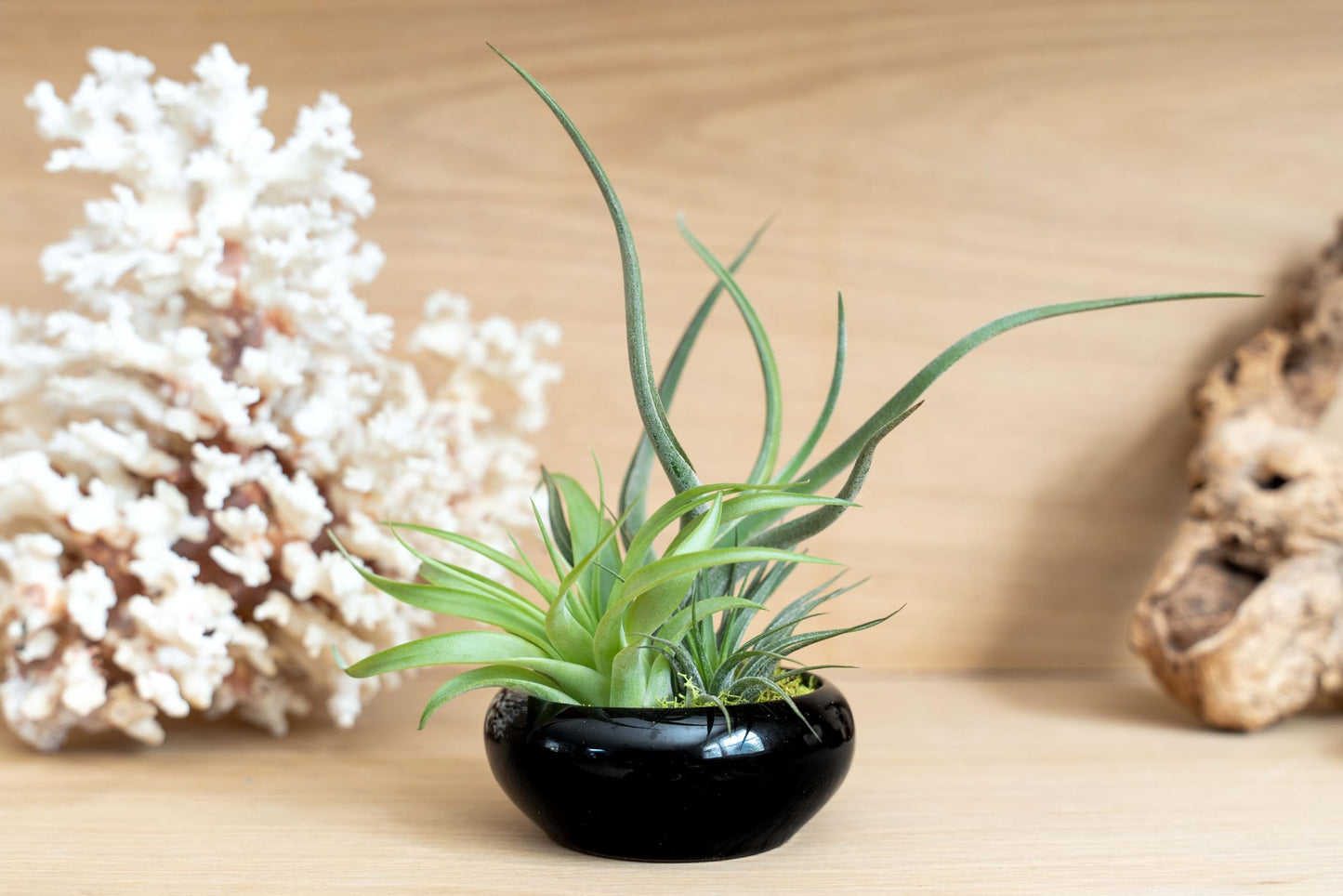 Air Plant Shop Fully Assembled Tillandsia Air Plant Dish Garden in Black Glazed Container - Wholesale and Bulk - Succulents - Live Tillandsia - Easy Care Indoor and Outdoor House Plants
