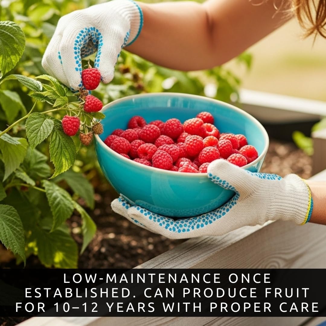Live Raspberry Plants for Planting – Premium Bare Root Berry Bushes – Sweet Red Raspberries – Cold Hardy, Fast Growing Fruit Plants for Outdoor Garden – High Yield Perennial Canes