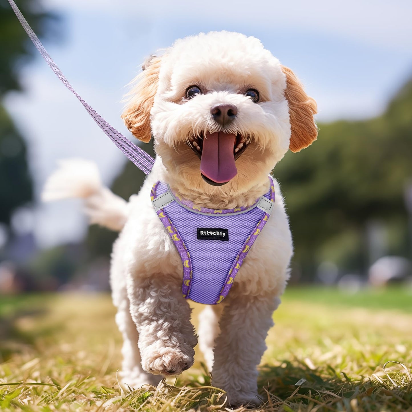 Rttochfy Small Dog Harness, Soft and Reflective Puppy Harness, Dog Harness and Leash Set for Small Size Dogs Training, Walking (Blue M)