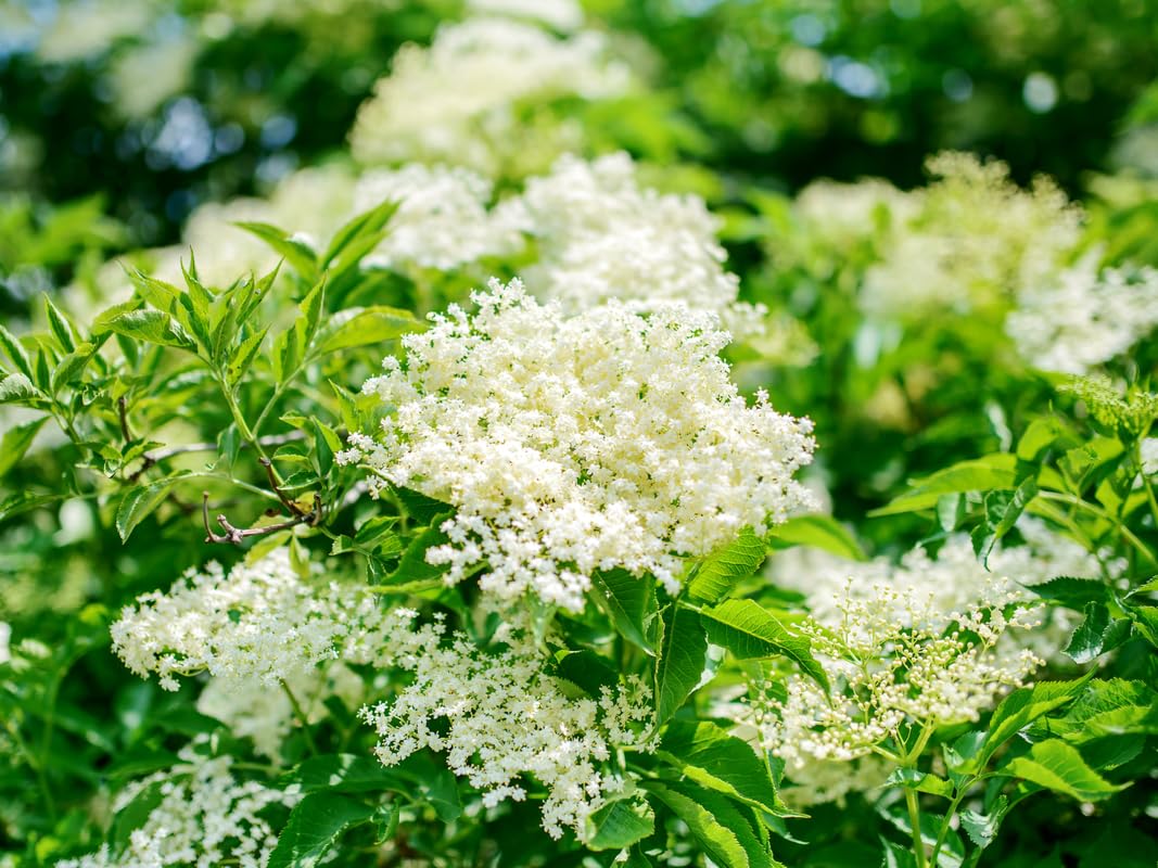 Pack 3 American Elderberry Trees Live Plants for Planting, Sambucus Canadensis Black Elderberry Bush Live Plants, Elderberry Plants Live 6-12 Inch Tall, Sweet Elderberries Fruit Trees, Bareroots